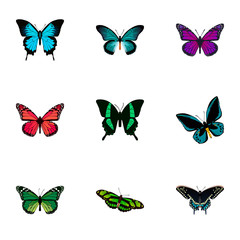 Fototapeta na wymiar Realistic Beauty Fly, Morpho Hecuba, Demophoon And Other Vector Elements. Set Of Butterfly Realistic Symbols Also Includes Green, Blue, Peacock Objects.