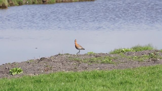 godwit near the water