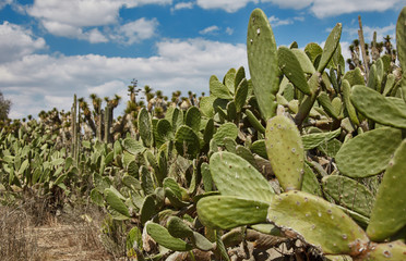 Cactuses under Mexican sky