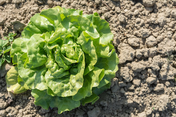 Kopfsalat © Tobias