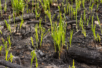 Green grass sprouts sprout through the ashes after a fire in a coniferous forest