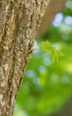 Einzelnes Blatt am Baumstamm mit Ameise