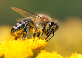 bee or honeybee in Latin Apis Mellifera