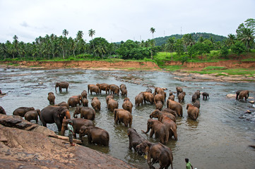 Branco of elephants in water