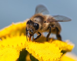 bee or honeybee in Latin Apis Mellifera