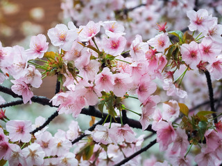 Beautiful Pink Sakura Flowers in Japan, Selective Focus