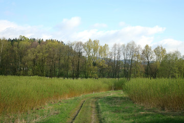 Plantation energy of willow (salix) plants grown by spring sunrise