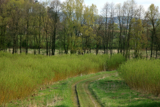 Plantation energy of willow (salix) plants grown by spring sunrise