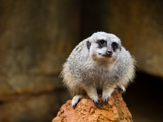 Fototapeta premium Erdmännchen Meerkat Surikate im Zoo