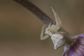 Fototapeta na wymiar Crab spider