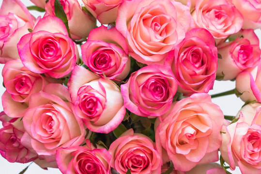 Bouquet of beautiful natural pink roses close up on a white backdrop. Floral background. Valentines Day romantic concept. Copy space