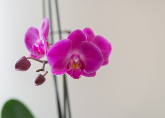 Orchidee Violet aud hellem Hintergrund mit Knospe