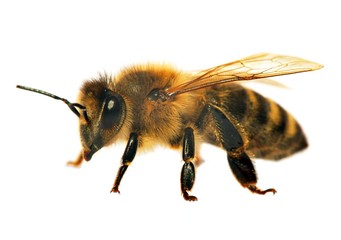 detail of bee or honeybee , Apis Mellifera