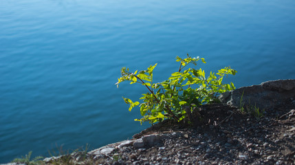Fototapeta na wymiar Pflanze am Wasser bei einem Stein direkt am Fluss