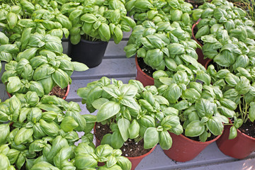 basil is the typical aromatic plant of Mediterranean cuisine