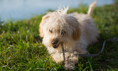 Kleiner süsser Hund steht auf saftig grüner Wiese und die Sonne scheint hell mit Flusspromenade im Hintergrund.