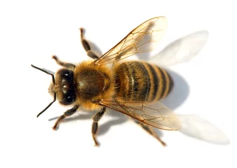 Papier Peint photo Abeille detail of bee or honeybee , Apis Mellifera