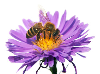 honey bee on violet flower isolated on white background