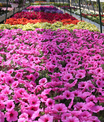 many petunia flowers in spring