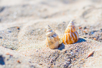 Sea cockleshells on golden beach sand. Natural background and texture. Travel concept. Summer time vacation composition. Top view with copy space