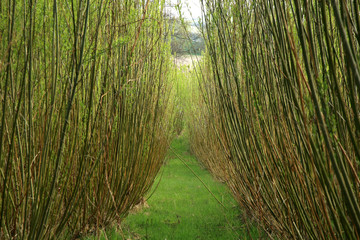 Plantation energy of willow (salix) plants grown by spring sunrise