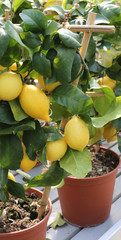 Pots with small tree of yellow Mediterranean lemons