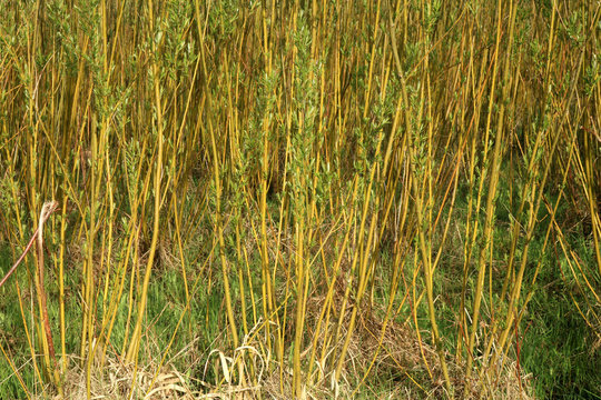 Plantation energy of willow (salix) plants grown by spring sunrise