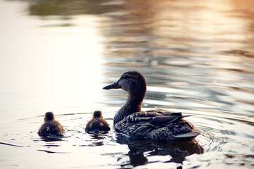Duck with ducklings float in the pond, lit with the sunset sun.