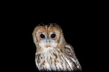 tawny owl