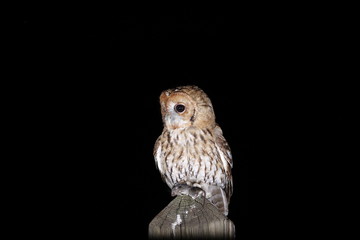 tawny owl