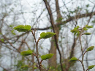 Spring leaves