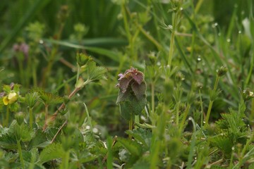 朝の草むら