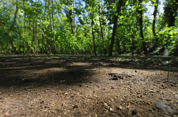 Waldboden