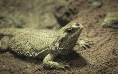 Brown iguana