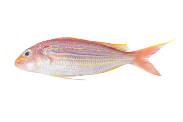Sea bream fish