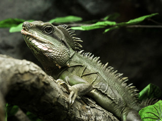 The iguana.