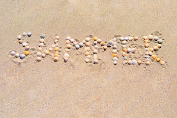Fototapeta na wymiar Sea cockleshells on golden beach sand. Natural background and texture. Travel concept. Summer time vacation composition. Top view with copy space