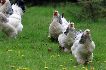 Chickens are real group animals