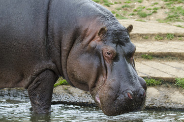 Hippopotamus