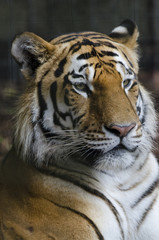 Plakat Tiger 1
