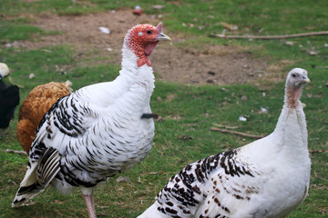 White turkey birds