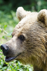 Obraz premium Brown bear