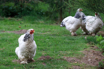 Chickens love to scratch around