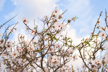 spring branch with white flowers
