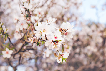 Spring concept. Almond flowers.