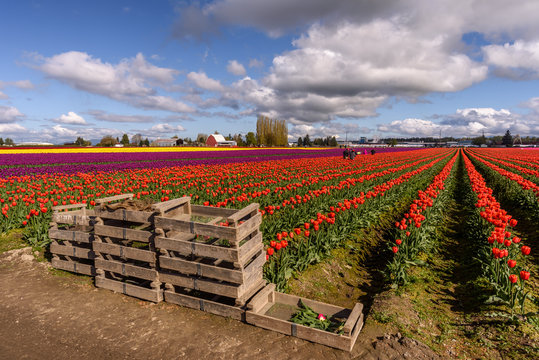 Skagit Valley 1213