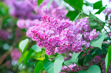 Branch of blooming purple lilac spring flowers in the garden. Natiral floral background with copy space.( Syrinda vulgaris)