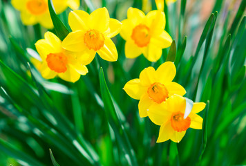 Fototapeta premium Yellow narcissus in the garden close up in the sunny spring day. Natural floral background with copy space