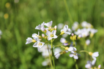 White flower with green blured background