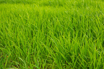Fototapeta na wymiar green grass texture